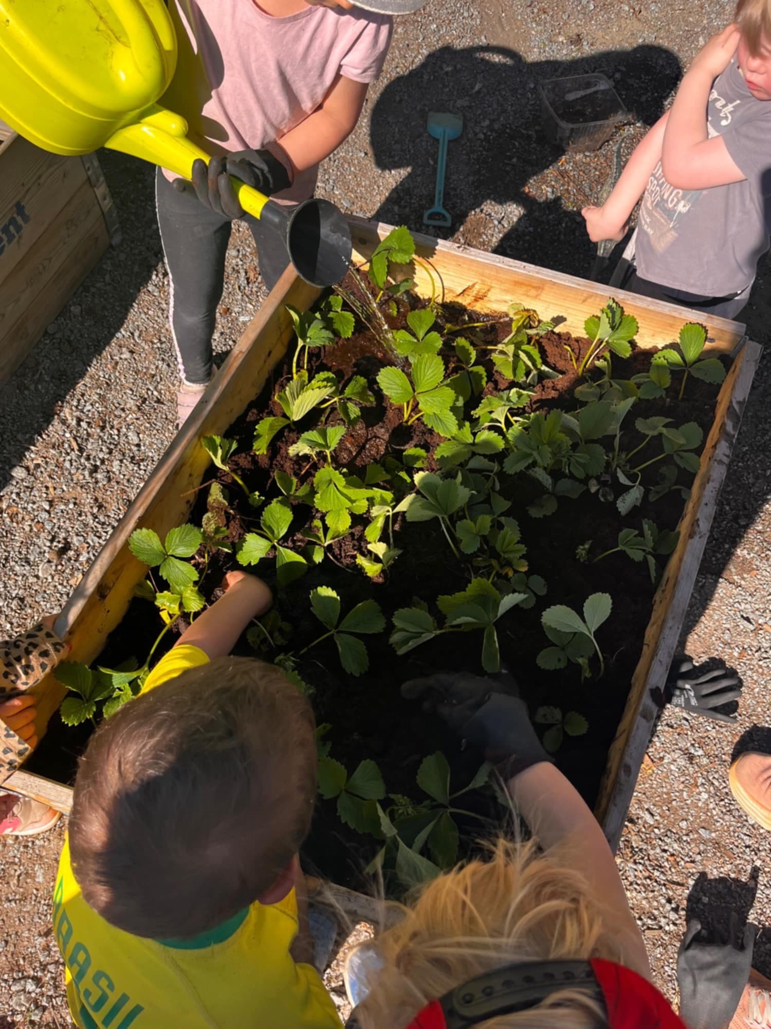 Barn som planterar och tar hand om gröna skott