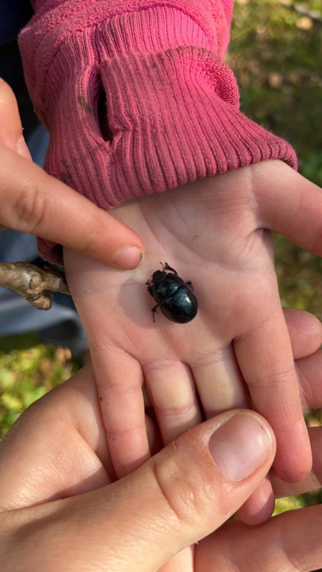 Barn som undersöker småkryp i naturen